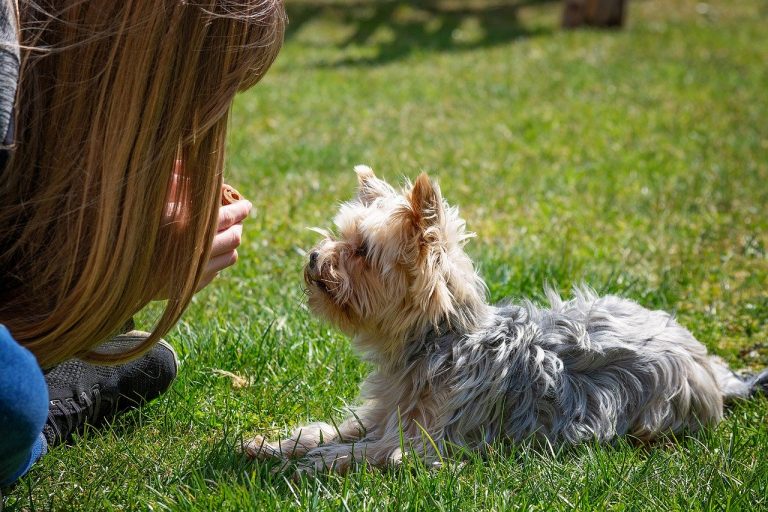 how-to-train-a-deaf-dog-using-a-shock-collar-k9-electronics