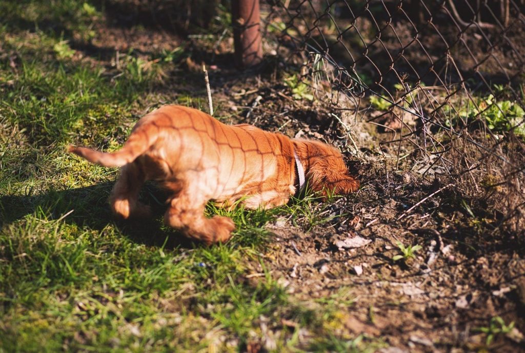 how-to-get-a-dog-to-stop-digging-with-a-shock-collar-k9-electronics