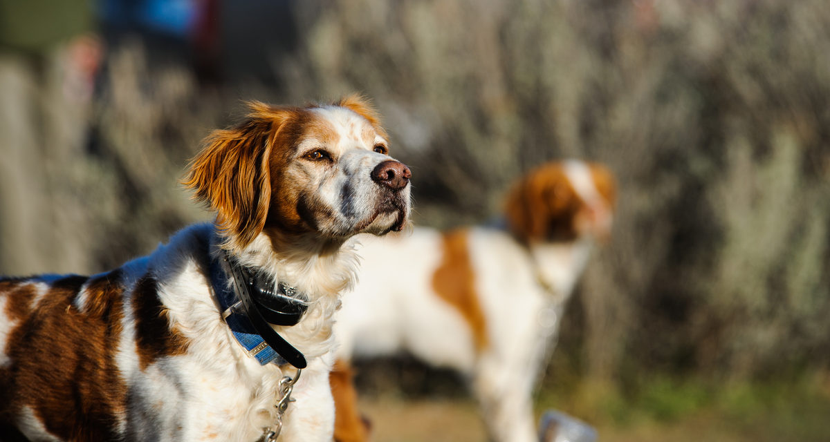 are shock collars safe for puppies