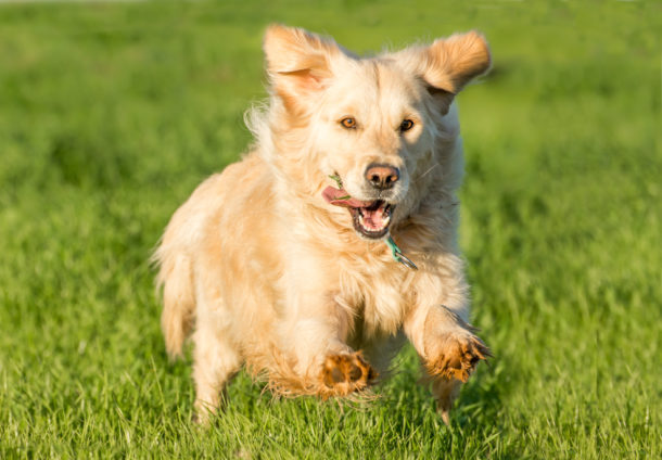 Using a Shock Collar to Stop Dogs Chasing Cars, Cats & Anything Else